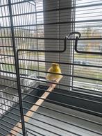 Frise kanarie man, Dieren en Toebehoren, Vogels | Kanaries, Mannelijk, Kleurkanarie