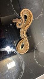 Koningspython 0.1 pinstripe, Dieren en Toebehoren, Reptielen en Amfibieën, Slang, 0 tot 2 jaar