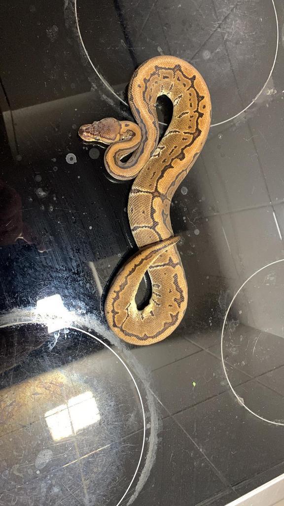 Koningspython 0.1 pinstripe