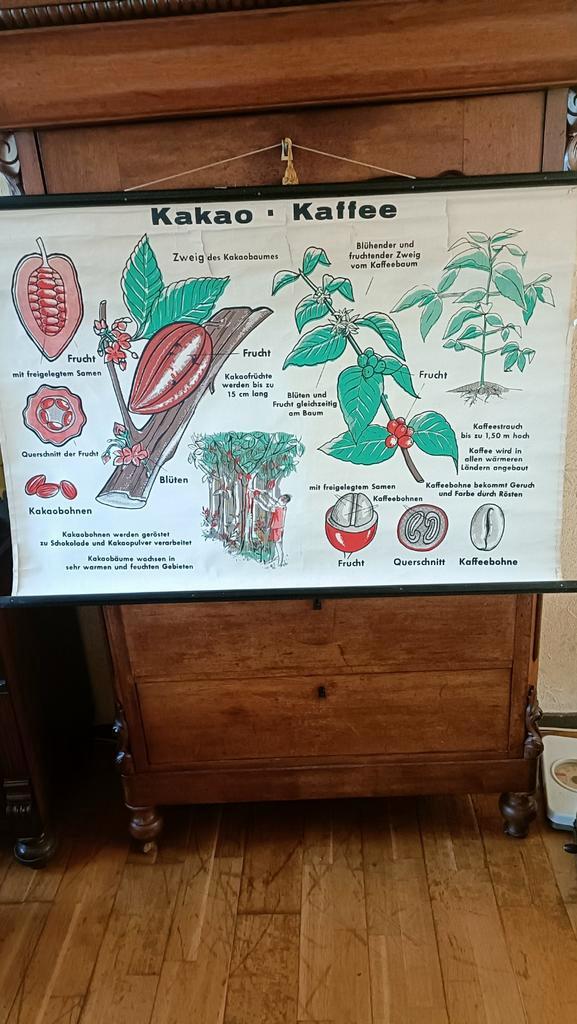 Schoolplaat Kakao en Koffie, Antiek en Kunst, Antiek | Schoolplaten, Natuur en Biologie, Ophalen of Verzenden