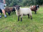 Ram te koop, Dieren en Toebehoren, Schapen, Geiten en Varkens, Mannelijk, Schaap