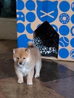 Shiba inu pup reutje mag vanaf nu verhuizen, Dieren en Toebehoren, Honden | Poolhonden, Keeshonden en Oertypen, CDV (hondenziekte)