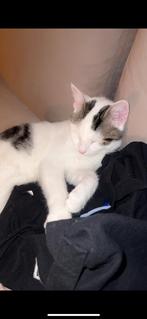 Kat Cookie, 0 tot 2 jaar