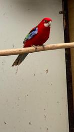 Rosella, Dieren en Toebehoren, Vogels | Parkieten en Papegaaien, Meerdere dieren, Parkiet, Geringd