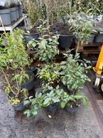 6 eleagnus of olijf wilg en 3 portugeese laulier moet weg, Ophalen, Overige soorten, Struik, Minder dan 100 cm