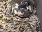 Rittens dumbo Husky kleur, Dieren en Toebehoren, Rat, Juli, Meerdere dieren, Tam