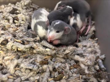 Rittens dumbo Husky kleur beschikbaar voor biedingen