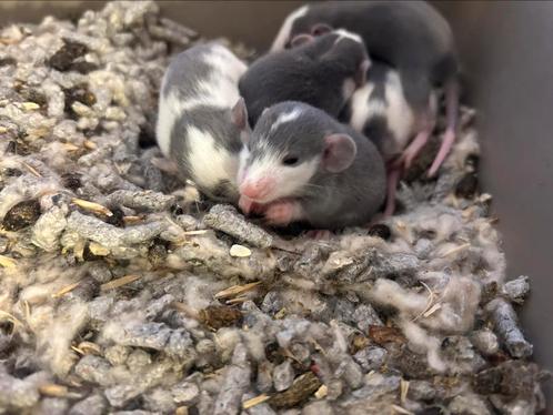 Rittens dumbo Husky kleur, Dieren en Toebehoren, Knaagdieren, Meerdere dieren, Rat, Juli, Tam