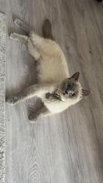 Brits blaupoint korthaar, Dieren en Toebehoren, Kater