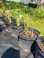 Miscanthus, Tuin en Terras, Planten | Tuinplanten, Ophalen, Vaste plant, Siergrassen