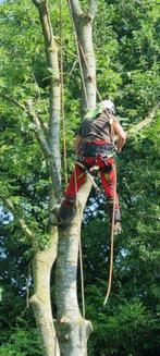 Boom kappen , wortels frezen en takken snipperen, Diensten en Vakmensen, Tuinmannen en Stratenmakers, Garantie, Tuinonderhoud of Snoeiwerk