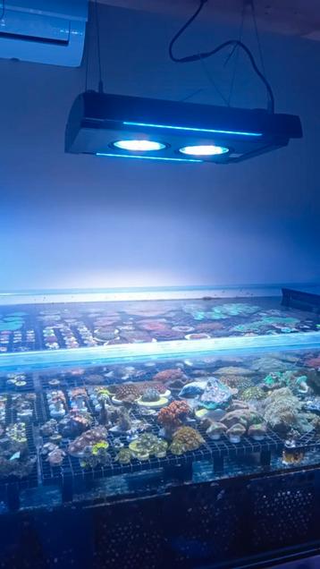 Solartronic van Focustronic  beschikbaar voor biedingen