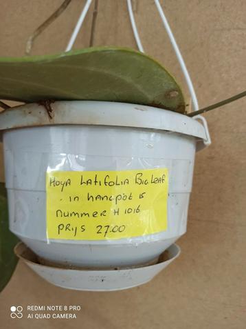 Hoya latifolia big leaf in hangpot 15 nummer H1016 beschikbaar voor biedingen
