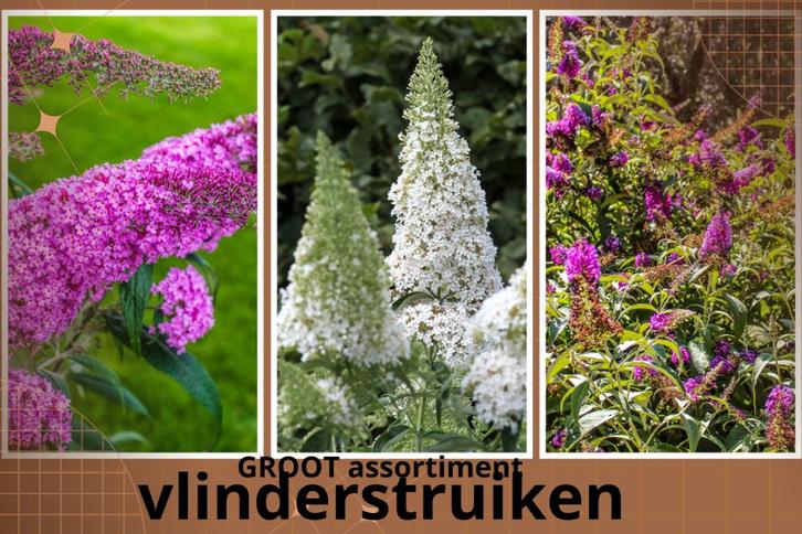 Vlinderstruik - buddleja   v.a. 8,95€, Tuin en Terras, Planten | Struiken en Hagen, Struik, Vlinderstruik, Minder dan 100 cm, Ophalen of Verzenden