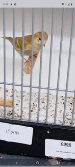 Wildzang, Dieren en Toebehoren, Vogels | Overige Vogels, Meerdere dieren, Wildzangvogel