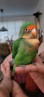 Eenzame mannetje agapornis fisceri op zoek naar nieuw huisj, Mannelijk, Dwergpapegaai of Agapornis