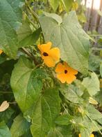 Suzanne met de mooie ogen, Tuin en Terras, Ophalen of Verzenden, Voorjaar, Volle zon, Zaad