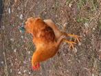 new hampshire haan, Dieren en Toebehoren, Pluimvee, Mannelijk, Kip