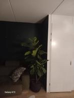 Ficus Lyrata (Tabaksplant) - 210cm Hoog, Ficus, 200 cm of meer, In pot, Groene kamerplant