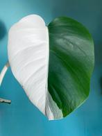 Witte Monstera Albo Variegata stek / mint half moon, Ophalen, Overige soorten, Minder dan 100 cm