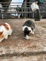 Boerderij katten, Dieren en Toebehoren