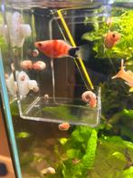 Posthoornslakken, Dieren en Toebehoren, Vis