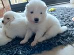 Prachtige Samojeed pups, Overige rassen, 8 tot 15 weken, Meerdere, Meerdere dieren