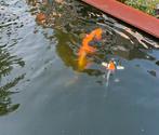 Koi kin ki utsari miyatora male 65 cm ( koopje ), Karper of Koi
