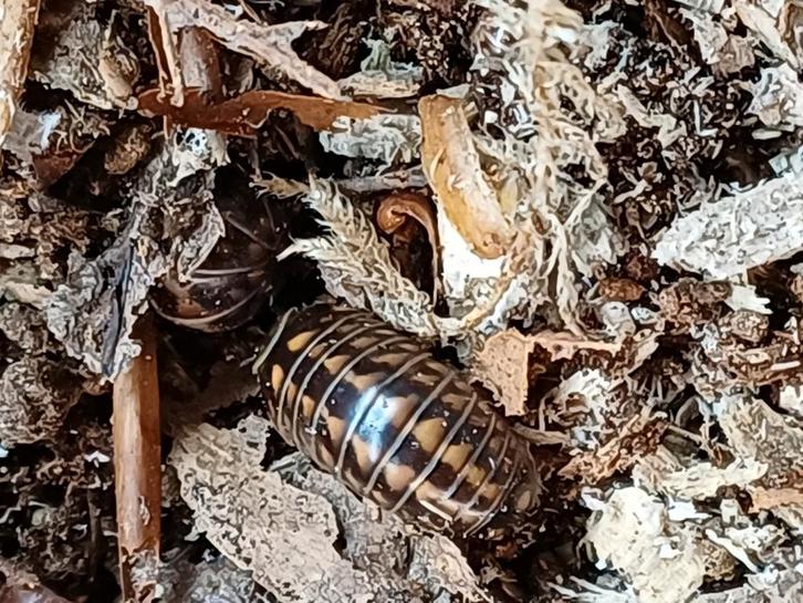 Glomeris hexasticha/pilmiljoenpoten, Dieren en Toebehoren, Insecten en Spinnen, Overige soorten