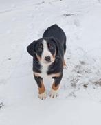 Appenzeller Sennen pups, Dieren en Toebehoren, Overige rassen, CDV (hondenziekte), 8 tot 15 weken, Meerdere