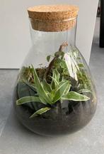 Plantenterrarium - ecosysteem - medium, Huis en Inrichting, Ophalen, Overige soorten, Halfschaduw, In pot