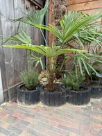 Trachycarpus winterharde palmboom, Ophalen, Zomer, Overige soorten, Volle zon