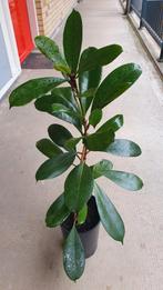 Ficus Cyathistipula 75cm met pot, Ophalen, Ficus, Halfschaduw, In pot
