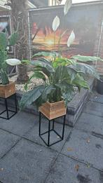 Kunstplant Spathipyllum Lepelplant! 108CM! NIEUW!, Ophalen, Nieuw, Binnen
