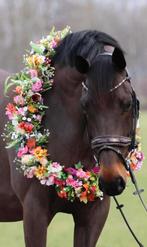 Mooie merrie met goed papier, Dieren en Toebehoren, Paarden, Merrie, Recreatiepaard