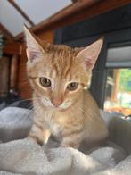 Kitten te koop, Dieren en Toebehoren, Katten en Kittens | Raskatten | Korthaar, Poes, Ontwormd