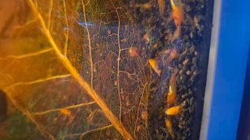 High grade oranje rili garnalen. beschikbaar voor biedingen