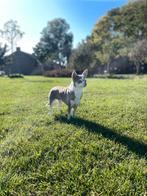 5 jarig chihuahua teefje, Teef, Eén hond, Chihuahua, 3 tot 5 jaar