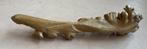 Bijzondere houten hagedis, Bali, rond 1950, Ophalen of Verzenden