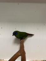 2-0 driekleur papegaai amadine, Dieren en Toebehoren, Vogels | Overige Vogels, Mannelijk, Tropenvogel
