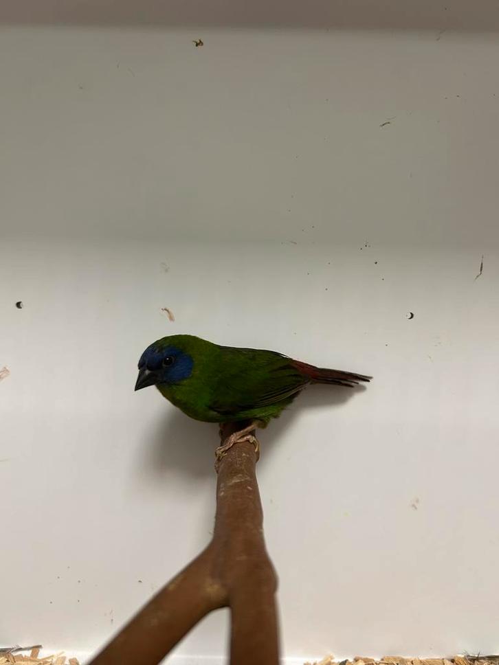 2-0 driekleur papegaai amadine, Dieren en Toebehoren, Vogels | Overige Vogels, Tropenvogel, Mannelijk