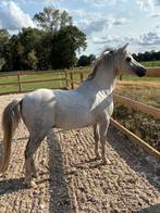 Super mooie 10 jarige kinder pony, Dieren en Toebehoren, Pony's, Merrie, Gechipt, 3 tot 6 jaar, Onbeleerd