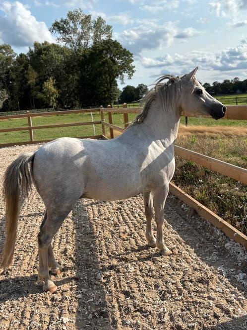 Welsh kinderpony  10 jaar, Dieren en Toebehoren, Pony's, Merrie, Onbeleerd, Recreatiepony, 3 tot 6 jaar, Met stamboom, Gechipt