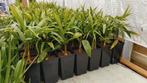 Winterharde Palmen trachycarpus fortunei, Tuin en Terras, Planten | Tuinplanten, Ophalen, Bloeit niet, Overige soorten, Volle zon