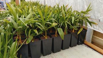 Winterharde Palmen trachycarpus fortunei  beschikbaar voor biedingen