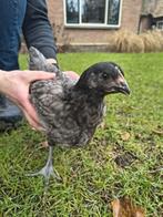 Sasso Silver kippen – 7 weken oud | Frans dubbeldoelras, Vrouwelijk, Kip