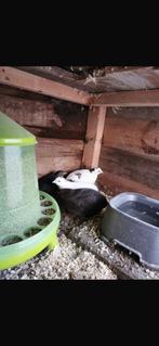 Texas en jumbo japanse kwartels hennen, Dieren en Toebehoren, Pluimvee, Vrouwelijk, Overige soorten