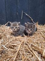 4 leuke kittens te koop!, Dieren en Toebehoren, Katten en Kittens | Overige Katten, Meerdere dieren