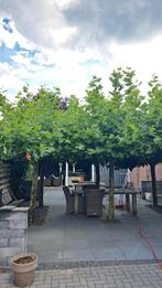 6 Dakplatanen, Tuin en Terras, Ophalen, Volle zon, Overige soorten