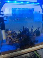 Aquarium compleet! Hxbxd  40x60x30, Ophalen, Zo goed als nieuw, Gevuld zoetwateraquarium